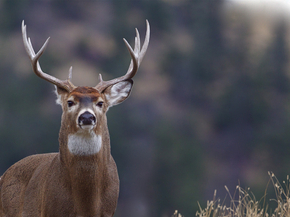 Deer | Олень
