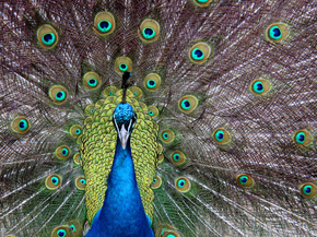 Peacock | Павлин