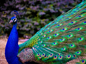 Peacock | Павлин