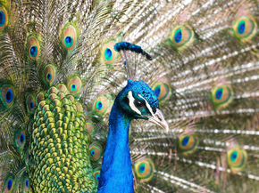 Peacock | Павлин