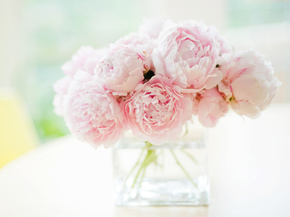 Peonies | Пионы