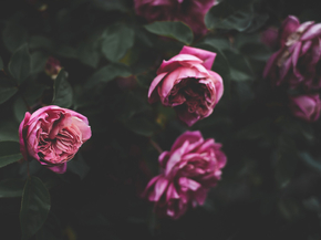 Peonies | Пионы
