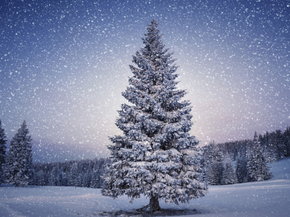 Winter | Зима
