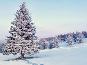 Winter | Зима