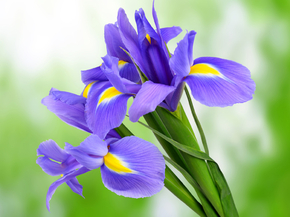 Irises | Ирисы