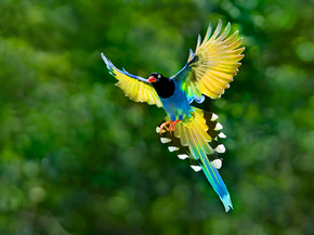 Bird | Птица