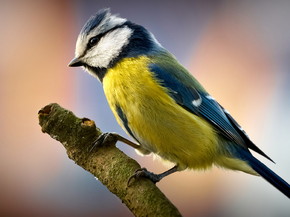 Bird | Птица
