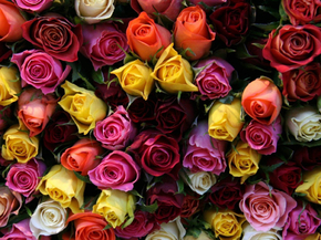 Roses | Розы