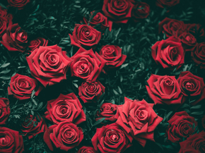 Roses | Розы