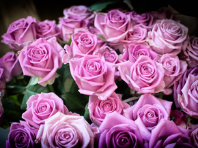 Roses | Розы