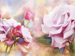 Roses | Розы