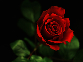 Rose | Роза