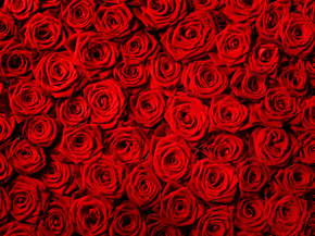 Roses | Розы