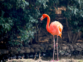 Flamingo | Фламинго