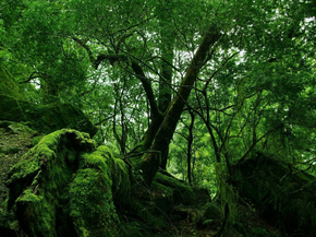 Jungle | Джунгли