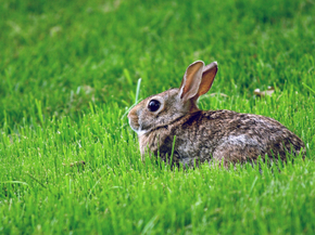 Hare | Заяц