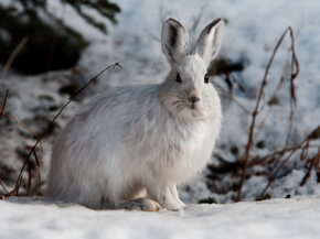Hare | Заяц