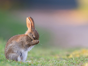 Hare | Заяц