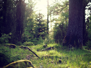 Forest | Лес Forest | Лес