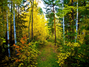 Forest | Лес Forest | Лес