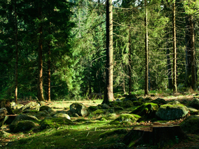 Forest | Лес