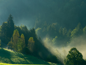 Forest | Лес Forest | Лес