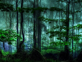 Forest | Лес Forest | Лес