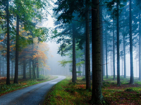 Forest | Лес Forest | Лес