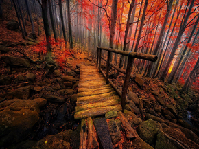 Forest | Лес