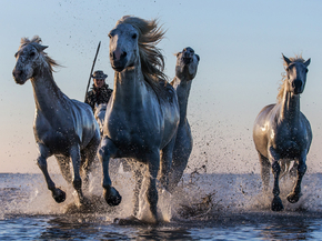 Horses | Лошади