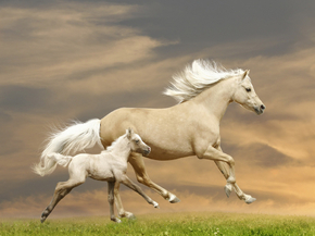 Horses | Лошади
