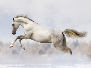 Horses | Лошади