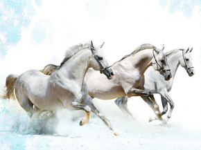 Horses | Лошади