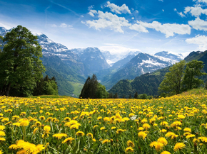 Dandelions | Одуванчики
