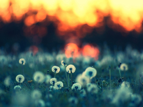 Dandelions | Одуванчики