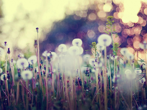 Dandelions | Одуванчики