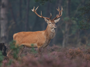 Deer | Олень