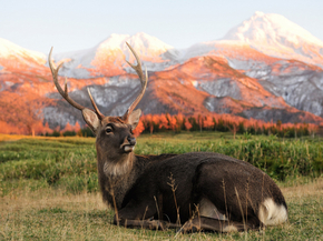 Deer | Олень