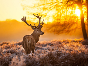 Deer | Олень