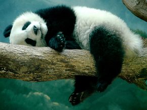 Panda | Панда