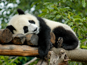 Panda | Панда