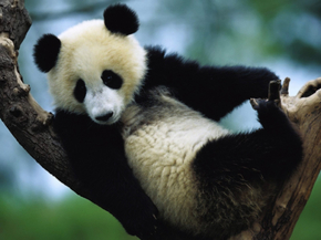 Panda | Панда