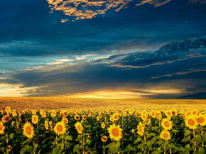 Sunflowers | Подсолнухи