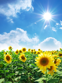 Sunflowers | Подсолнухи