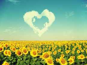 Sunflowers | Подсолнухи