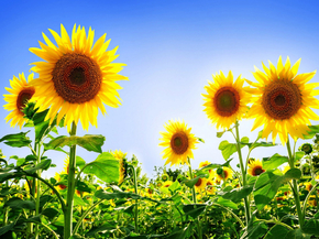 Sunflowers | Подсолнухи