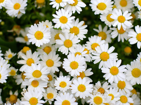 Chamomile | Ромашки