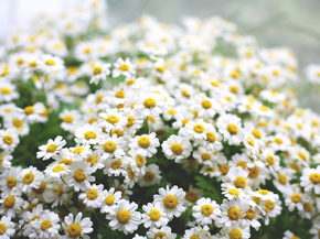 Chamomile | Ромашки