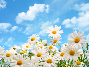 Chamomile | Ромашки
