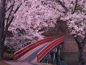 Sakura | Сакура